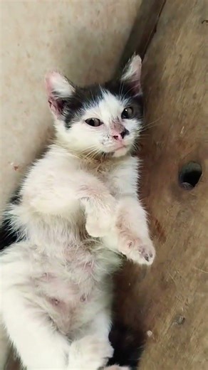 love u #love #cat #kitten #shortsviral #short #shortsvideo #cutecat #cute