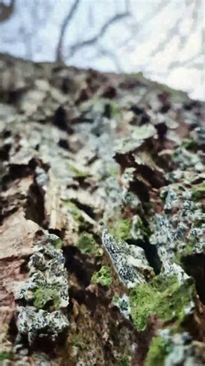 Relaxing Tree Bark Close-Up | Slow Nature Camera Move Up the Tree 🌿