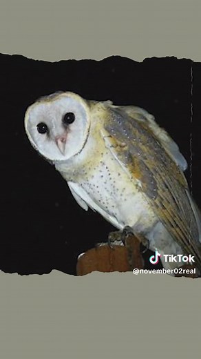 Tiếng kêu của chim lợn?