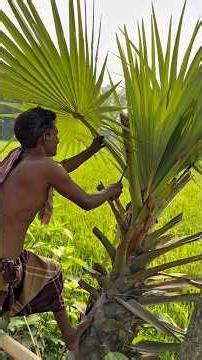 Amazing Palm Leaf Fan Making | Skillful Handcraft