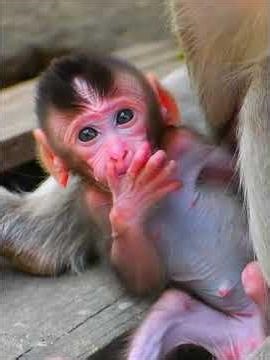 Cutest Newly Baby Monkey ‪@Macaquewildlife‬