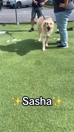 Great Pyrenees Rescue of Atlanta on Instagram: "✨Sasha✨ House Trained: ✅ Leash Trained: ✅ Good with other dogs: ✅ – with slow introductions Good with cats: ❌ Good with children: ❌ – no young ones 7 years young, 85lbs with allergies that needs special care 🐶 I am as fluffy and fabulous as I look. 🏠 I’m currently living it up in a foster home (my foster dad says I’m a total sweetheart), but I’m really dreaming about something special — my forever home. The kind where I can snuggle on the couch,
