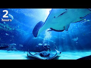 【2K】大水槽をゆったりと泳ぐ魚たちに癒される2時間［アクアリウム］