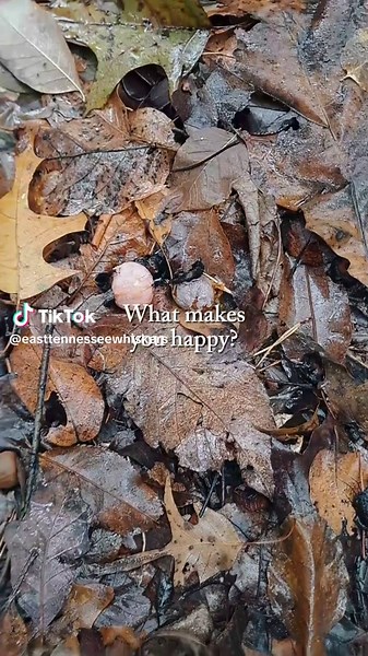 Scouting for the 30 point buck. #30pointbuck#hunting#deer#happy