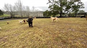 It was a big day at the farm, we welcomed several new pups to our pack. Brother and sister Frank and Taz the Wheaten Terrier puppies, Fred the Airedale Terrier pup who is also a half brother to Sid, Odin and Rex. And Jeffrey the Labradoodle and Yani the Dingo X. All great new friends and all settled in very differently. There is no right way or normal way to settle into a new environment. Each dog has his or her own experiences that have lead them to this point. Jeffrey settled in like he had be