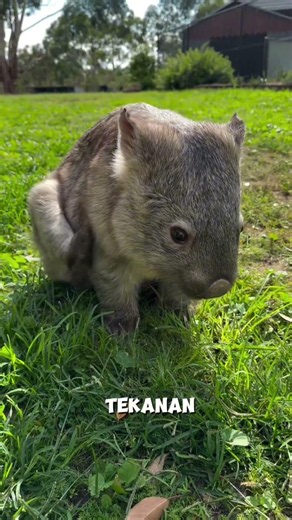 Believe It or Not, This Animal Actually Has Cube-Shaped Poop!