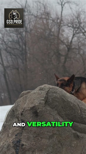 German Shepherd The Truth Before You Buy #gsd #germanshepherd #dog #workingdog