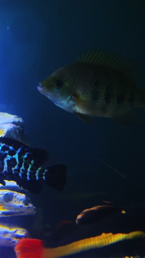 fish gaff (@fish.gaff)’s videos with Cashin' Out - Ca$h Out