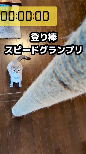 【猫】驚きの登頂スピード🐈💨キャットタワーを一瞬で駆け上がる猫たちのグランプリ開催🏆✨