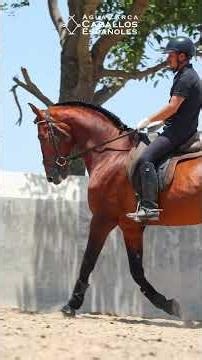 Julión | Es ese tipo de Caballo que transforma cualquier cabalgata