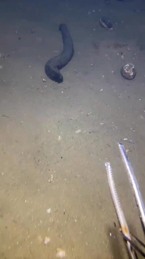 499K views · 9.8K reactions | catching seafoods #diving #fishing #Amazing | Fishing TV | Facebook