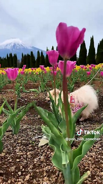 日本一といえば何ですか？富士山について