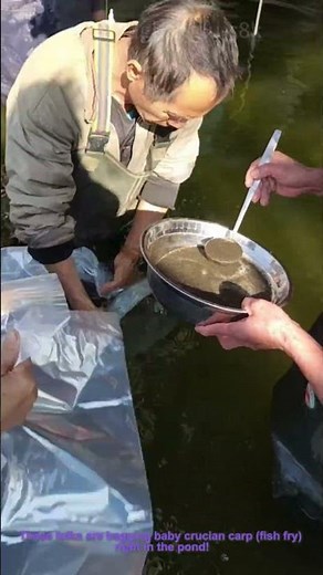 Collecting Baby Crucian Carp– Bagging Fish Fry in a Pond