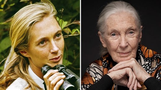Jane Goodall Dies: Pioneering Chimpanzee Researcher And Animal Advocate Was 91