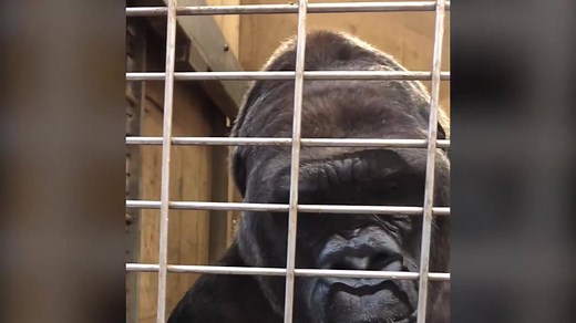 13K views · 425 reactions | Gorilla makes faces at zookeeper  #DailyUplift  Smithsonian’s National Zoo and Conservation Biology Institute | NBC4 | Facebook