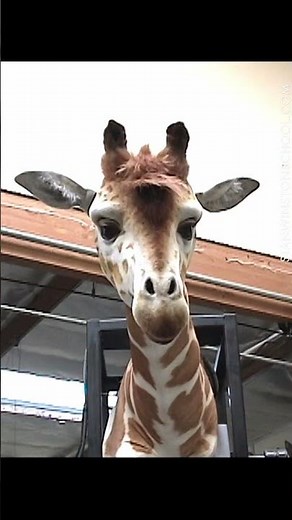 Geoffrey, the animatronic giraffe that Stan Winston Studio made for a Toys R Us commercial.