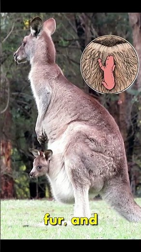 How Are Kangaroos Born?