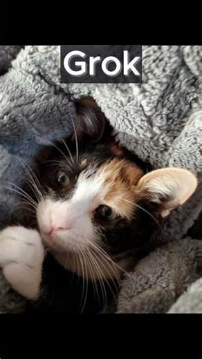 Which AI is better? 🤖