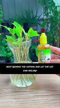 Grow Osmanthus from Cuttings in a Plastic Bottle – Fast Rooting & High Success Rate!🌿