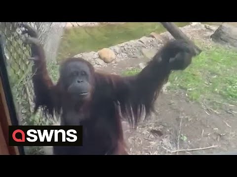 Hilarious video shows Orangutan using hand signals to ask a visitor to give her - some sweets | SWNS