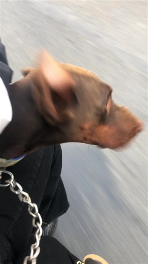 Help Find Missing Bread: Contact Information Inside