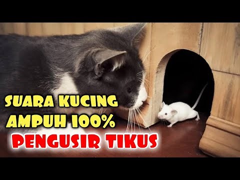 Suara Kucing Pengusir Tikus | Cara Mengusir Tikus AMPUH 100%