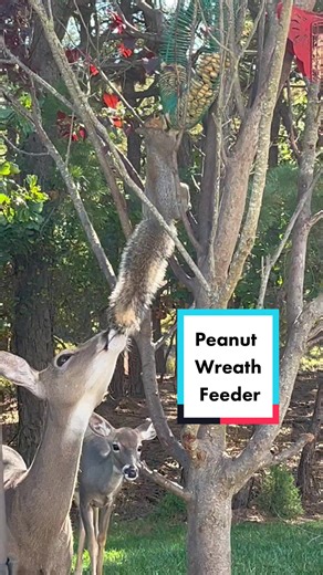Peanut Wreath Feeder for Squirrels, Chipmunks & Blue Jays