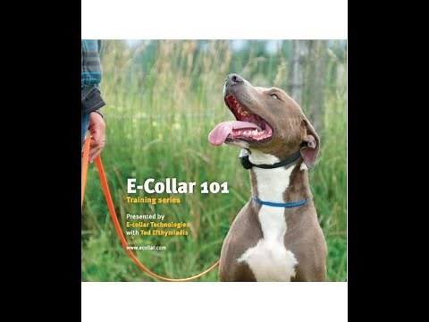 E-Collar 101 Training DVD - Preview