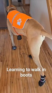 78K views · 1.5K reactions | Time to get out the snow boots!❄️#dogs #christmas #gdri #greatdanerescue #greatdane #greatdanelife #greatdanemoments#greatdanepuppy #greatdanesofig #greatdane #greatdanes #greatdanesofinstagram | Great Dane Rescue, Inc | Facebook