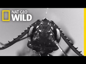 'Monster' Ants Attack Prey Faster Than the Blink Of an Eye | Nat Geo Wild