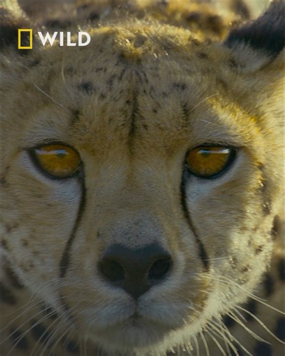 As the great wildebeest migration begins, National Geographic explorer and wildlife filmmaker Bertie Gregory arrives in the Serengeti to follow the world’s fastest land animal, the cheetah. Watch as he reveals the cheetah’s world, from a devoted mother raising her vulnerable cubs to young males carrying out breathtaking team hunts, uncovering the hidden challenges this iconic species faces. Watch Cheetahs Up Close with Bertie Gregory, Sunday 4th January at 7pm, on National Geographic WILD UK | N