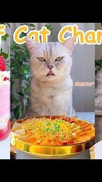 【Chef Cat ChangAn】Cat Making Hot Pot and Strawberry Milkshake | Funny Cat TikToks | Cat Cooking Food