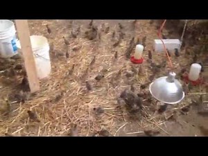 Raising Pheasants (week old)