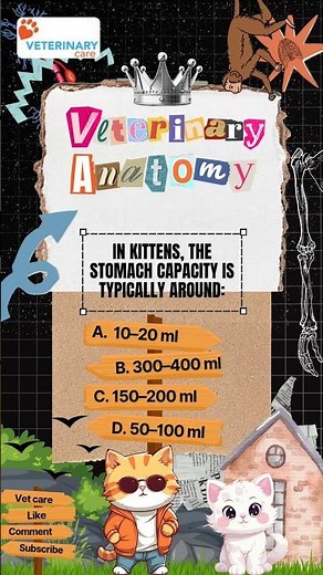 Cat Anatomy Basics 🐾 | Know Your Feline Friend #vetcare #catanatomy #felinefacts #catlovers