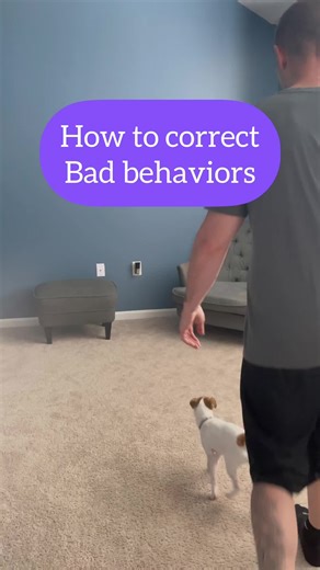 Correcting Bad Puppy Behaviors Without Harsh Punishments