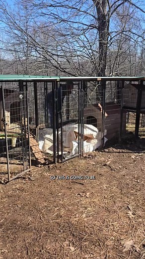 Rabbit Enclosure Setup for Off-Grid Living