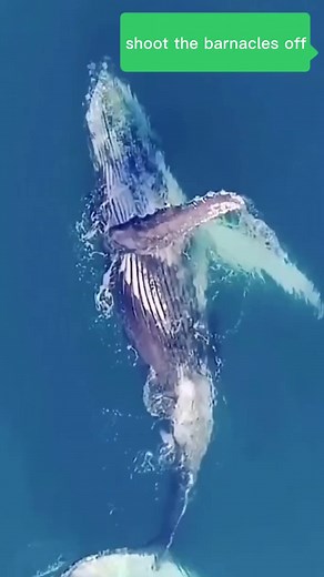 oceanworld_007 on TikTok