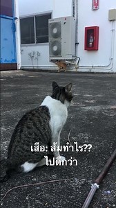 ผมแค่แมวจร!! #cat #music #song #แมวจร #แมว #kitten #catshorts #cutecat