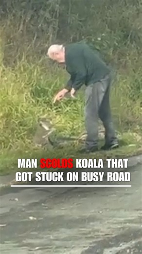 WATCH: A man tries to teach a koala a lesson after rescuing it from a busy road in Australia. | Fox News