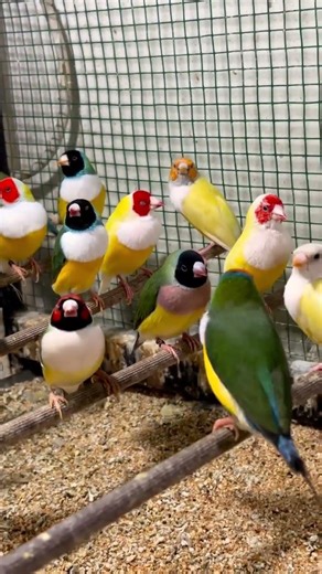 gouldian finch stock update #birds #viral #ytshorts #gouldianfinch