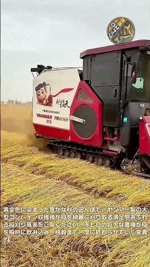 黄金色の田んぼを一掃！巨大コンバインの圧倒的な稲刈りおよび脱穀作業風景ASMRと視覚的快感 #コンバイン #秋の収穫 #稲刈り #農業機械 #満足動画 #スマート農業 #ヤンマー