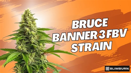 BRUCE BANNER #3 FBV STRAIN