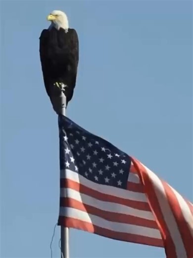 The Bald Eagle — our national symbol of strength, courage and independence standing watch over the American flag. Just like President Trump stands watch over our nation. While the flag waves and the eagle soars, America is being protected again. Thank you President Trump. 🙏 Bald eagle on the Stars and Stripes — pure America. 🇺🇸