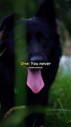 Only Guard Dog Owners Will Understand This