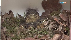 44K views · 317 reactions | Es wird heiß! Die Freibad-Saison beginnt! Wer ins Waldbad Weixdorf möchte, sollte nicht zu viele Wertsachen mitnehmen, denn eins der Schließfächer ist schon besetzt: mit sechs putzigen Rotkehlchen-Küken! | Der starke Osten | Facebook