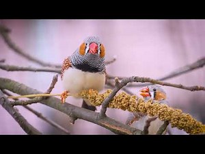 Zebra Finch Sounds | Happy Bird Noises Compilation