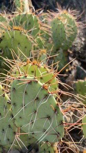 The spines of the prickly pear. #arizona #nature #mysterious #hiking #beauty