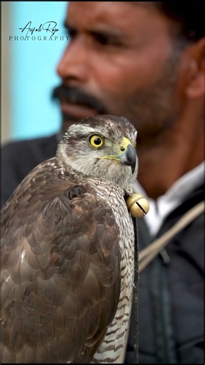 Calling of Goshawk / Northern Goshawk Calling. @PakistanFalconryOfficial