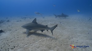 This first day of December is a perfect moment to look back and enjoy some of the best recordings we made in November while diving from our Playa del Carmen dive center. 😍 Don't miss our encounters with marvelous marine animals, such as the Bull Sharks featured in this video! 🦈🦈 Contact us and come dive in the Caribbean with us this Christmas. https://www.dresseldivers.com/contact/. | Dressel Divers