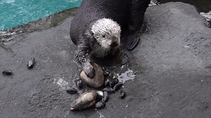 90K views · 5.5K reactions | Keep clam and carry on. It's Sea Otter Awareness Week! | Oregon Zoo | Facebook
